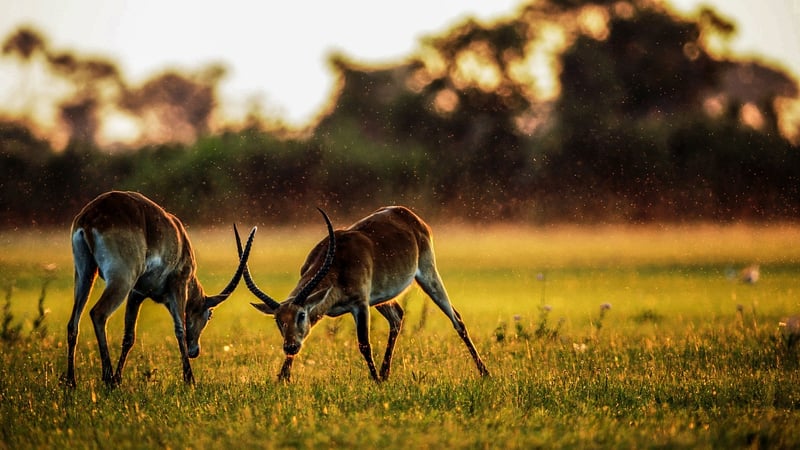 Flying Safaris